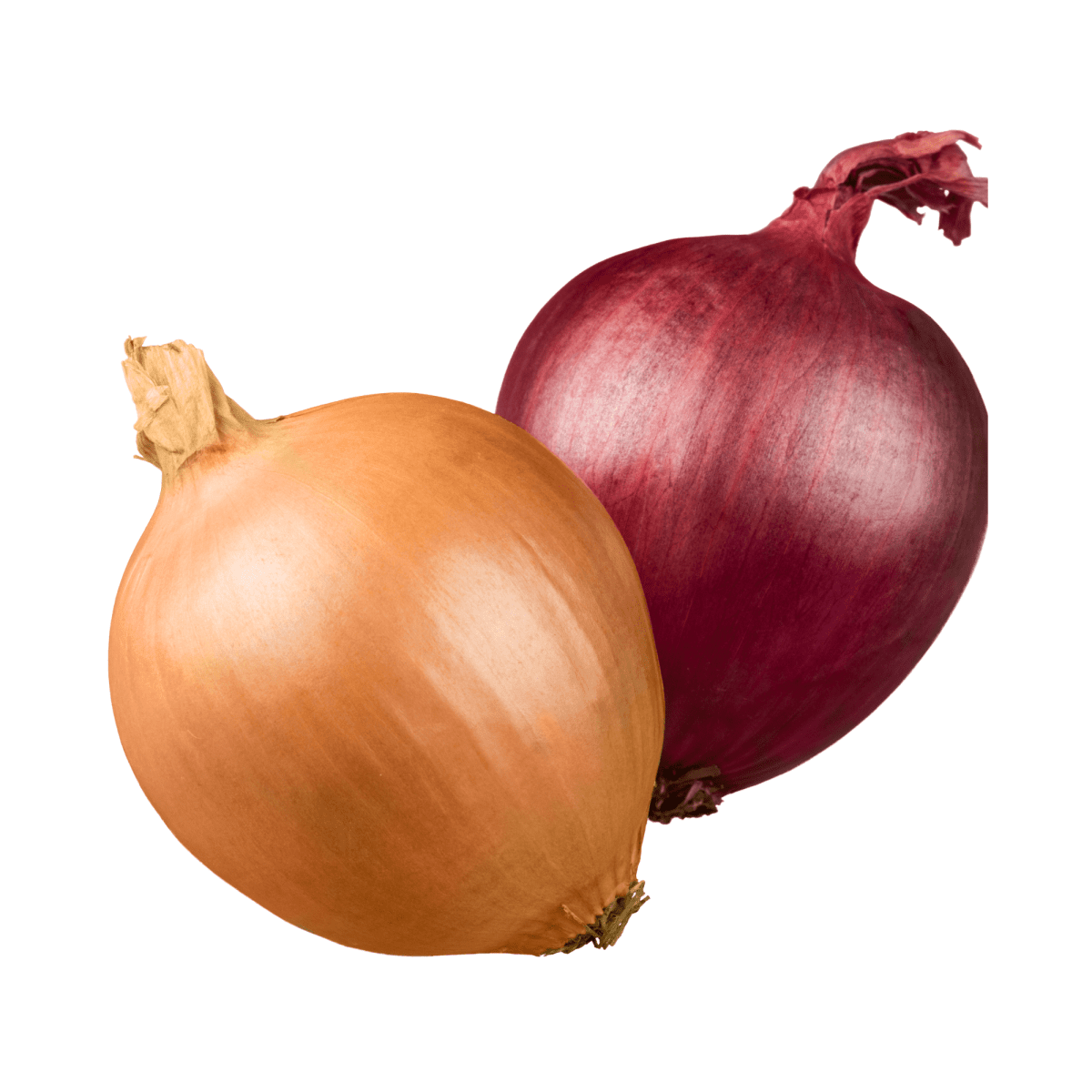 Onion